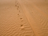 Tracks in the Desert